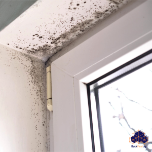 Read more about the article Anti-Mould and Humidity: The Best Paint Finishes for Singapore’s Tropical Climate