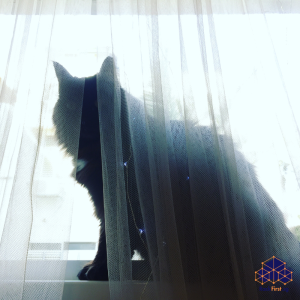 Read more about the article Cat Proof Invisible Grille: The Ultimate Safety Barrier for Singapore’s Feline Friends