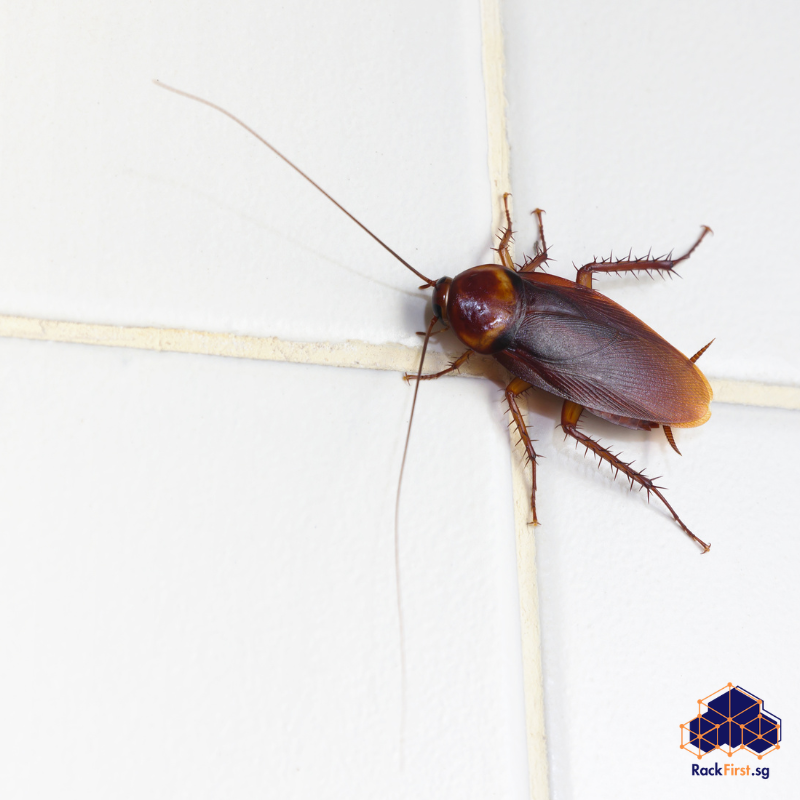Read more about the article Cockroaches in Aircon: The Hidden Infestation Destroying Your HDB Air Quality